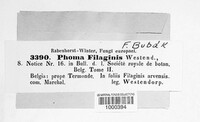 Phoma filaginis image